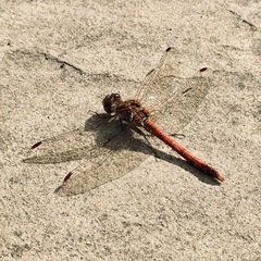Sympetrum striolatum