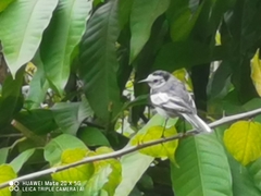 Motacilla alba