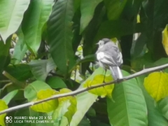 Motacilla alba