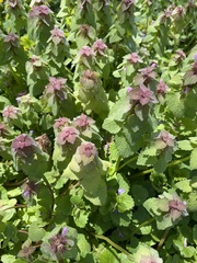 Lamium purpureum