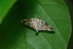 Chabula acamasalis