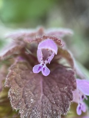 Lamium purpureum