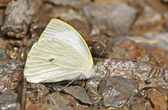 Leptophobia eleone