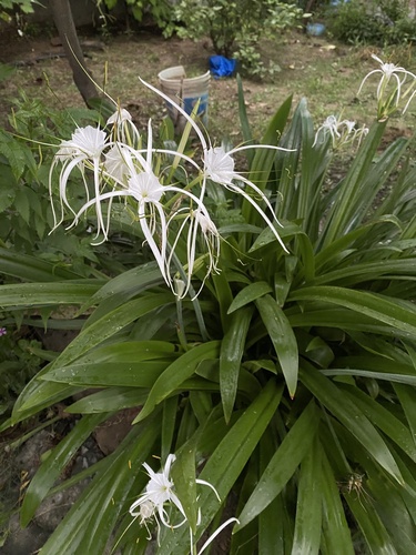 Beach Spider Lily