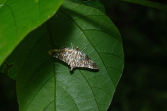 Chabula acamasalis
