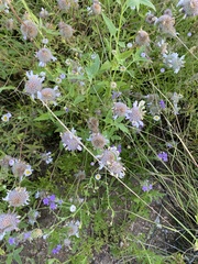 Monarda pectinata