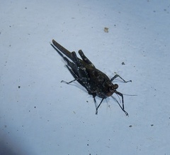 Eucriotettix flavopictus