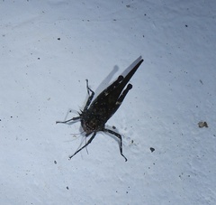 Eucriotettix flavopictus
