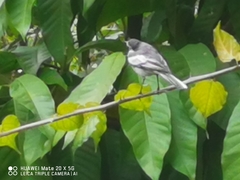 Motacilla alba