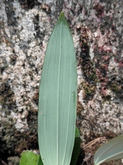Polygonatum sibiricum