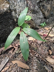 Polygonatum sibiricum