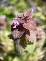 Lamium purpureum