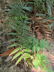 Polystichum luctuosum