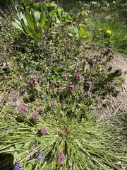 Lamium purpureum