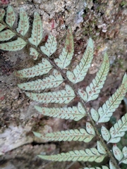 Polystichum luctuosum