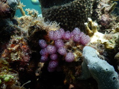 Eudistoma