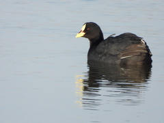 Fulica armillata