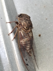 Megatibicen resonans