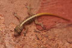 Cnemaspis mysoriensis