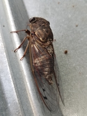 Megatibicen resonans