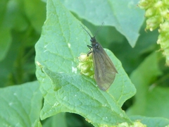Heterogynis penella