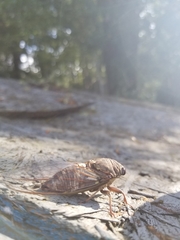 Megatibicen resonans