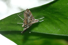 Paracymoriza vagalis