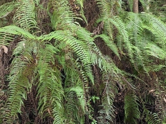 Diplopterygium glaucum