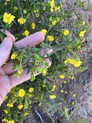 Hibbertia spicata