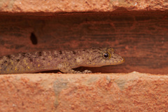 Cnemaspis mysoriensis
