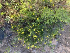 Hibbertia spicata