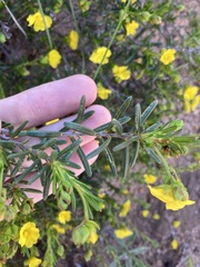 Hibbertia spicata