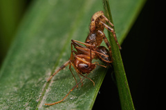 Indoxysticus