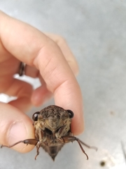 Megatibicen resonans