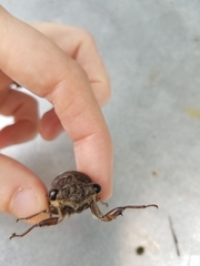 Megatibicen resonans