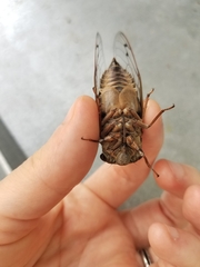 Megatibicen resonans