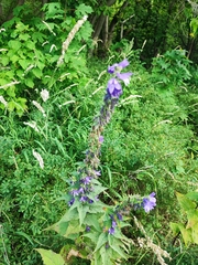 Campanula × spryginii