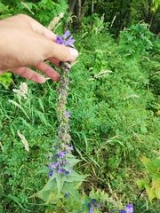 Campanula × spryginii