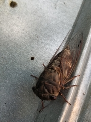 Megatibicen resonans