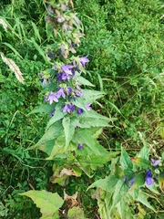 Campanula × spryginii