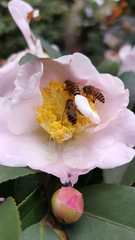 Apis cerana