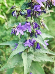 Campanula × spryginii