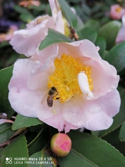 Apis cerana