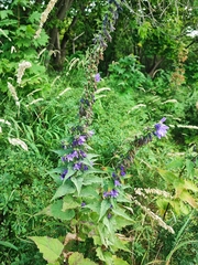 Campanula × spryginii