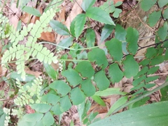 Adiantum flabellulatum