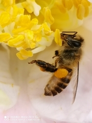 Apis cerana