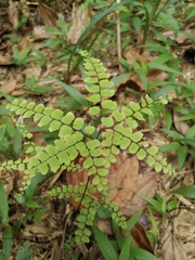 Adiantum flabellulatum