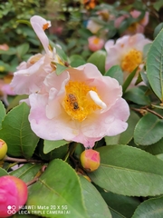 Apis cerana