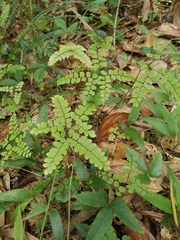 Adiantum flabellulatum