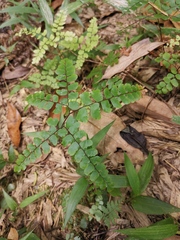 Adiantum flabellulatum